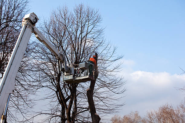 Best Stump Grinding and Removal  in Bainbridge, OH